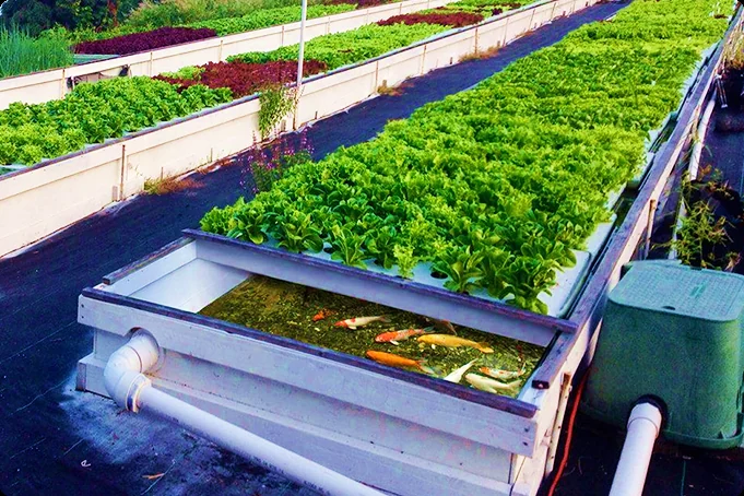 Crops growing in an aquaponics system